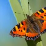 britain-sees-second-best-butterfly-season-in-16-years-but-drought-threatens-next-year.jpg