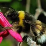 bumblebees.jpg