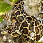 burmese-pythons-are-climbing-trees-in-southern-florida-scientists-reveal-a-surprising-difference-bet.avif