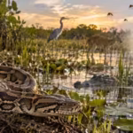 burmese-pythons-drove-major-wildlife-losses-in-the-everglades-creating-an-unexpected-shift-in-mosqui.avif