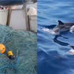 bycatch-the-accidental-capture-of-animals-in-fishing-gear-is-considered-the-worlds-greatest-direct-h.avif