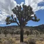 california-acquired-640-acres-near-pioneertown-for-western-joshua-tree-conservation.jpg