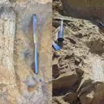 california-crews-uncover-possible-45-million-year-old-thunder-beast-fossils-in-oceanside.jpg