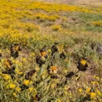 california-had-234-million-acres-covered-by-a-toxic-yellow-weed-until-tiny-australian-beetles-fought.avif