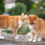 cats-may-have-their-own-chemical-id-cards-scientists-found-13-unusual-fatty-acids-in-urine-that-rema.avif