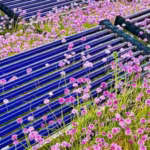 colorado-researchers-grew-the-worlds-most-expensive-spice-on-rooftop-solar-panels-harvested-twice-th.avif