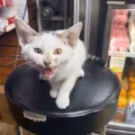 community-rallied-behind-the-search-for-jabal-a-three-month-old-kitten-after-it-was-seen-snatched-by.avif