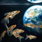 cosmic-guppy-life.jpg