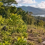 costa-rica-tested-three-ways-to-restore-tropical-forests-20-years-later-planted-plots-held-65-times.avif