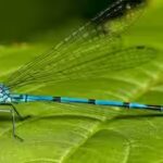 damselfly.jpg