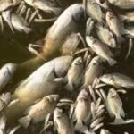 dead-fish.jpg