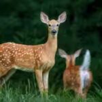 deer.jpg