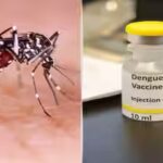 dengue-vaccine.jpg
