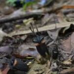 devil-flower-with-no-leaves-no-branches.jpg