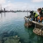 dublin-bay-had-no-native-oysters-for-200-years-18000-were-placed-in-its-harbour-as-a-project-began-r.avif