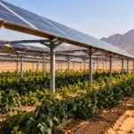 egypt-is-growing-crops-beneath-solar-panels-in-the-desert-the-unusual-idea-could-save-water-help-cro.avif