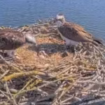 england-began-moving-scottish-osprey-chicks-to-rutland-after-the-species-vanished-as-a-breeder-in-18.avif