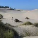 european-beachgrass-ammophila-arenaria-is-now-well-established-in-the-oregon-dunes.jpg