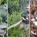 florida-wildlife-crew-found-a-female-python-curled-around-a-huge-nest-of-eggs-the-snake-and-clutch-w.avif