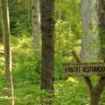 forest-restoration.jpg