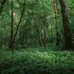 forest-vs-jungle-what-is-the-actual-difference-between-the-two.jpg