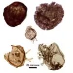 fossils.jpg