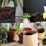 from-roots-coming-out-to-slow-growth.jpg