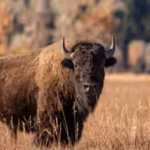 from-tens-of-millions-to-just-1000-140-years-after-americas-national-mammal-vanished-in-the-1880s-in.avif