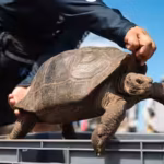 galapagos-tortoises-were-hunted-by-pirates-for-food-and-went-extinct-on-floreana-island-after-180-ye.avif