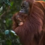 gold-miners-have-breached-a-refuge-built-for-rescued-orangutans-14-hectares-of-indonesias-sanctuary.avif