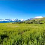 grassland-to-shrubland-shift.jpg
