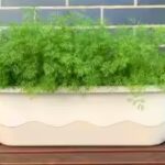 grow-dill-indoors.jpg