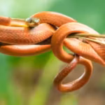 guam-had-a-population-of-three-million-invasive-brown-snakes-then-us-dropped-2000-mice-stuffed-with.avif