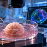 harvard-neuroscientists-kept-human-brain-organoids-alive-for-over-five-years-breaking-the-694-day-re.avif