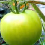 how-to-ripen-green-tomatoes-indoors-and-avoid-mistakes-that-can-slow-the-process.jpg