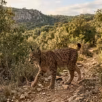 iberian-lynx-fell-to-just-62-mature-animals-in-2001-conservation-has-helped-push-its-population-abov.avif