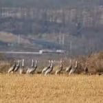 in-1953-north-and-south-korea-established-a-demilitarised-zone-decades-later-human-isolation-led-to.avif