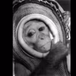 in-1960-nasa-launched-rhesus-monkey-miss-sam-on-a-mercury-escape-test-reaching-1800-mph-before-she-l.avif