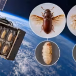 in-1967-nasa-flew-flour-beetle-pupae-into-space-on-biosatellite-ii-and-wing-abnormalities-rose-from.avif