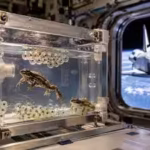 in-1992-nasa-put-live-frogs-and-their-eggs-aboard-the-space-shuttle-the-eggs-were-fertilised-and-dev.avif