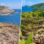in-1995-just-51-rare-snakes-survived-on-one-tiny-caribbean-island-21-years-later-their-population-to.avif