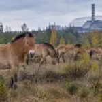 in-1998-31-przewalskis-horses-were-brought-to-chernobyl-deaths-and-poaching-followed-before-their-nu.avif