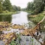 in-2001-scientists-released-880-tiny-weevils-against-a-weed-choking-texas-waterways-by-2003-giant-sa.avif