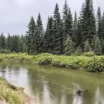 in-2003-a-montana-family-bought-57-acres-along-the-stillwater-river-image-credit-flathead-land-trust.avif