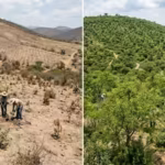 in-2014-mexico-began-a-massive-1-million-hectare-restoration-drive-4-years-later-plant-survival-had.avif