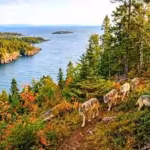 in-2018-scientists-moved-wolves-to-an-isolated-island-to-rebuild-its-ecosystem-five-years-later-rese.avif