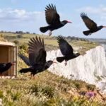 in-2019-conservationists-brought-red-billed-choughs-back-to-kent-after-200-years-35-birds-are-now-li.avif