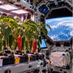 in-2021-nasa-grew-hatch-chile-peppers-in-microgravity-after-137-days-the-plants-produced-26-peppers.avif