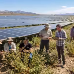 in-2024-nevada-built-a-18-million-panel-solar-farm-in-the-mojave-its-panels-helped-a-rare-plant-hold.avif