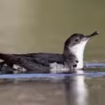 in-the-latest-2025-monitoring-data-st-agnes-and-gugh-recorded-225-apparently-occupied-breeding-sites.avif
